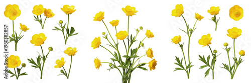 Tableau sur toile Wild Yellow Buttercup Flower Set with Green Stems and Leaves Isolated on White