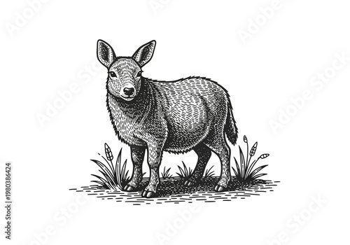 A detailed hand-drawn illustration of a young deer standing in tall grass, rendered in a vintage engraving style