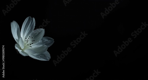 white petals flower highlighted delicately on a deep shadowed background