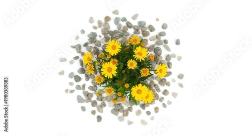 Vibrant yellow coreopsis blooms surrounded by small stones on a pristine white backdrop