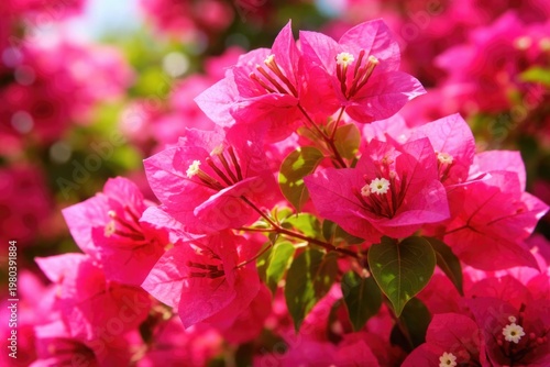 Close up vibrant pink Bougainvillea glabra flowers glowing in bright sunlight