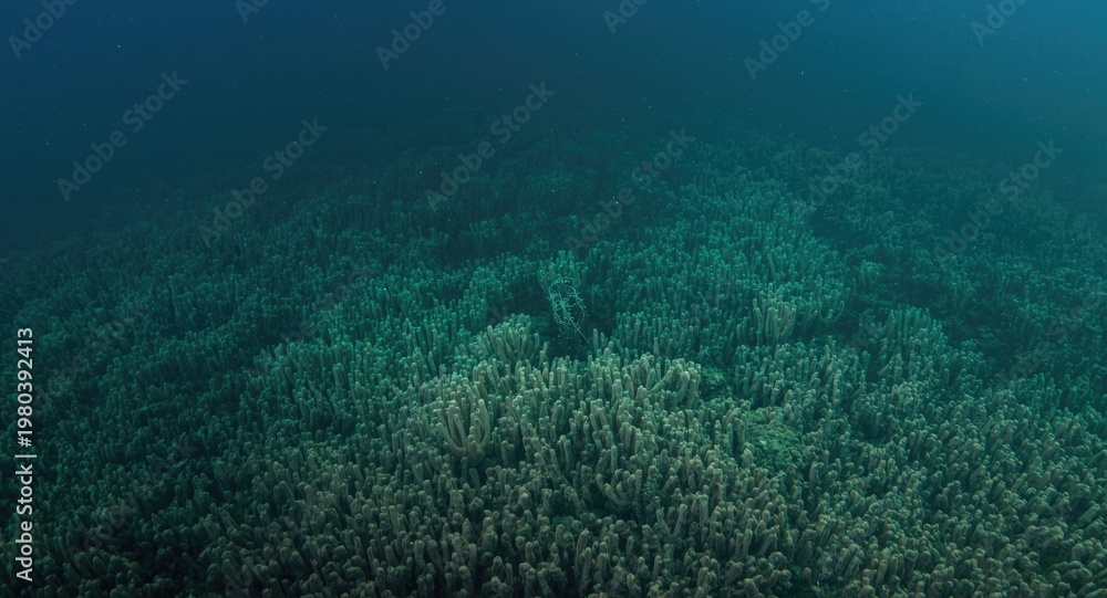 Fototapeta premium Environmental protection against water pollution harming marine ecosystems