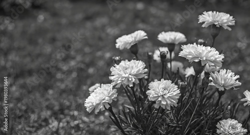 Timeless black and white floral photograph of carnations set against outdoor backdrop