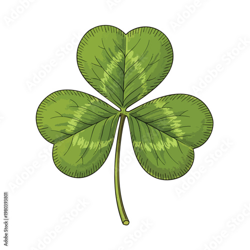 Detailed illustration of a single green shamrock leaf with veining and a white background