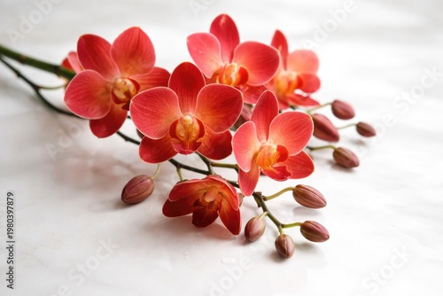 Delicate red and orange orchid blossoms elegantly displayed on a pristine white surface for a refined natural style