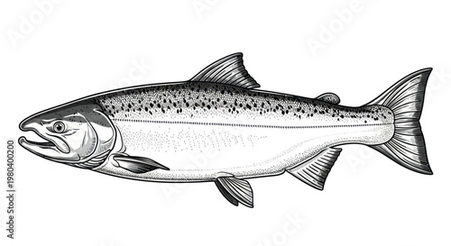 Quadro em tela Atlantic Salmon Fish Illustration - Vintage Style Drawing