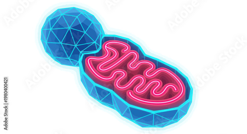 Mitochondrion Cell Organelle, Energy Production, Biology, Science, Medical Illustration