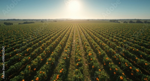 Sunlit aerial perspective o...