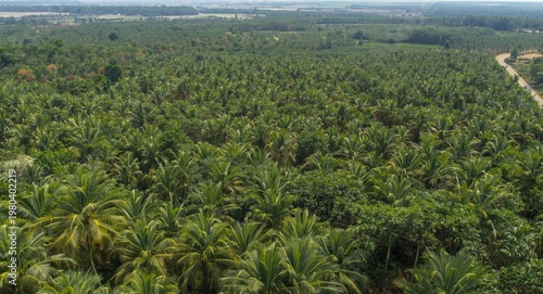 Large scale palm oil planta...