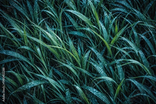aerial view of fresh dewy g...