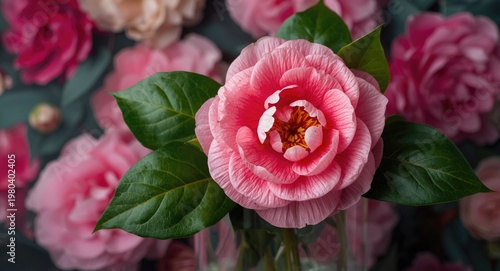 Vivid camellia blossom in a...