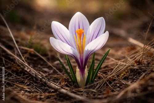 Close-up view of a delicate...