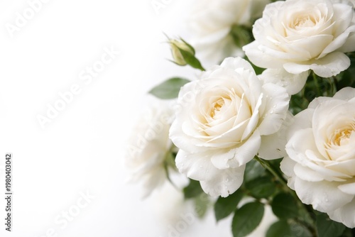 Close up view of white rose...
