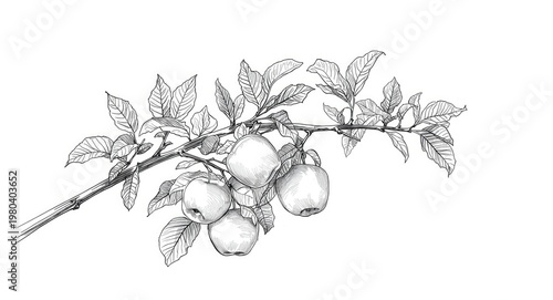 Black linear sketch of appl...