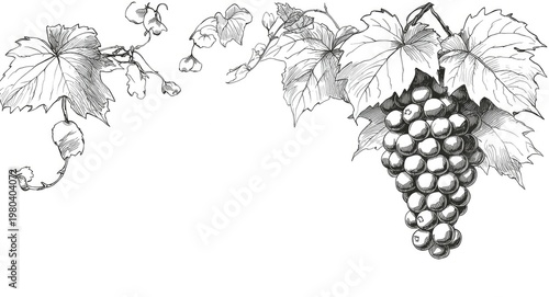 Hand drawn outline of grape...