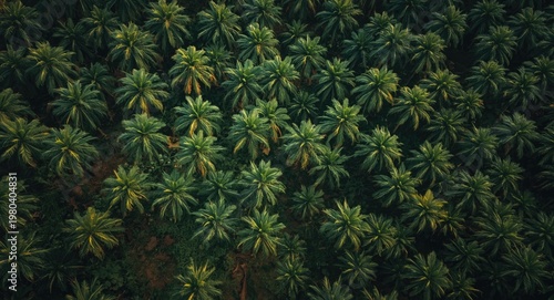 Top perspective of palm oil...