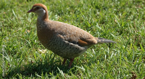 Sunny pet red legged partri...
