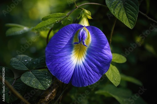 Close up view of wild blue ...
