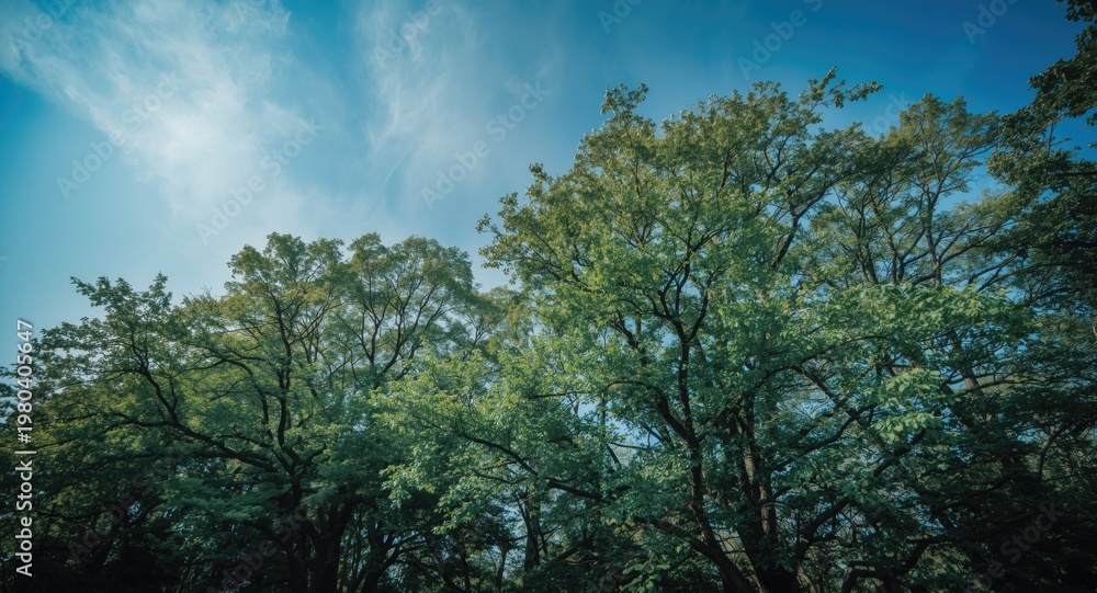 Fototapeta premium tranquil park like setting showing tall trees beneath a bright sky of deep blue and soft clouds