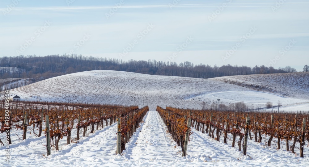 Naklejka premium Wintertime vineyard landscape with snow covering rolling hills