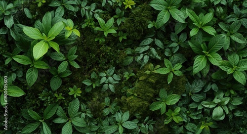 Spring leaf filled natural ...