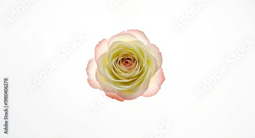 Rose flower with layered gr...