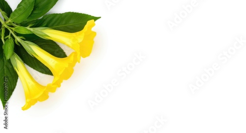 Yellow angels trumpet petal...