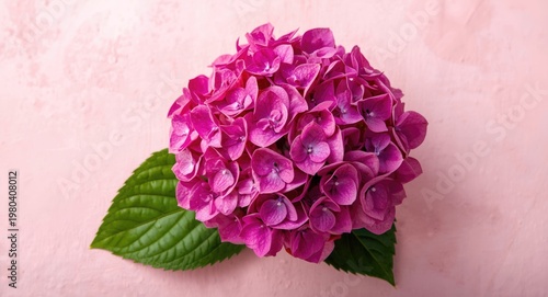 Vibrant pink hydrangea peta...