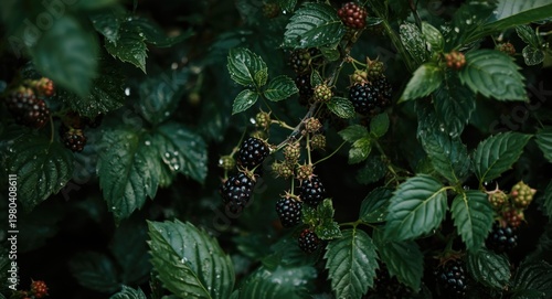 Lush blackberry plant in ga...