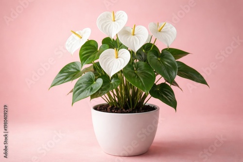 White heart shaped Anthuriu...