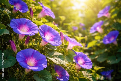 Vibrant morning glory flowe...