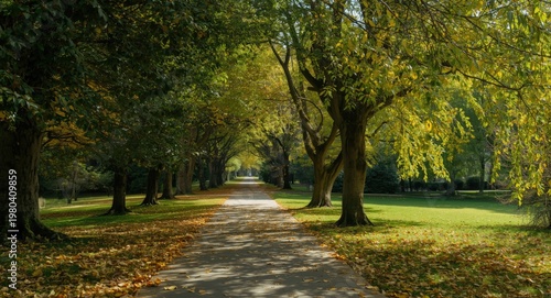 Sun-dappled pathway with au...