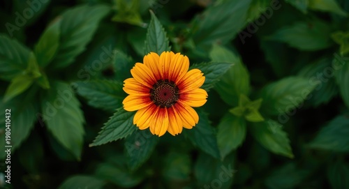 striking flower colors ming...