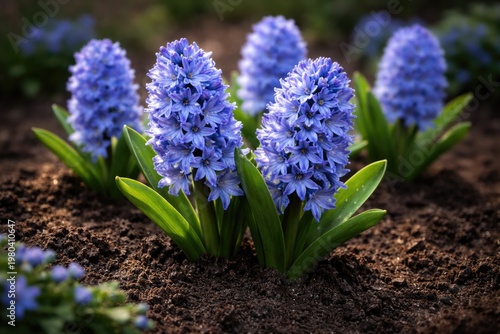 Blue hyacinth flowers bloom...