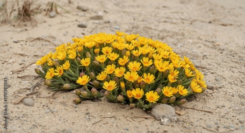 Yellow Mules Ears blossoms ...