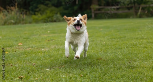 Energetic pet leaping over ...