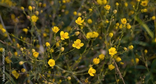Yellow blooms and unopened ...