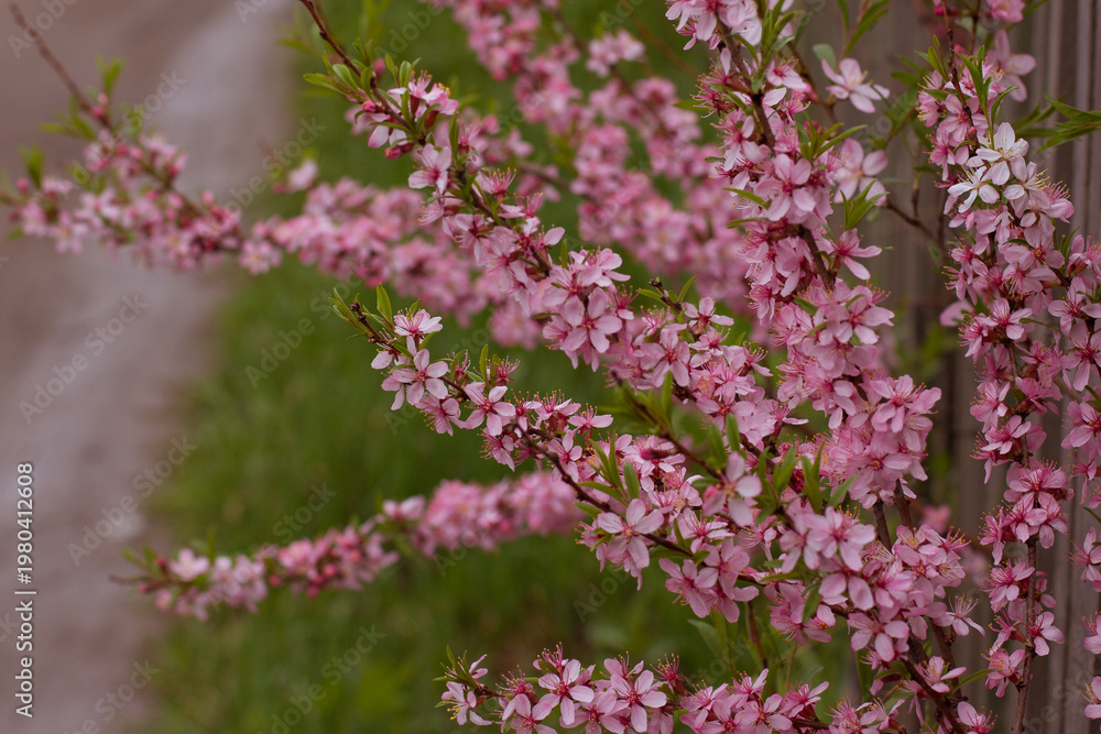 Fototapeta premium Almonds Flowers. Blossoming almonds on the branch by spring day.