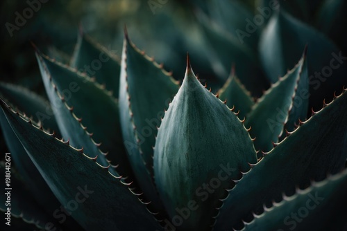 Close up of cactus tree aga...