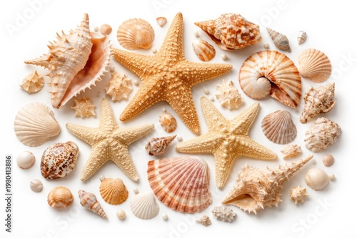 Collection of starfish and ...