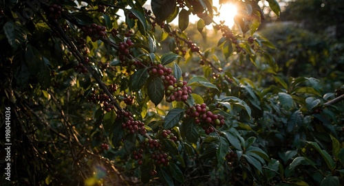 Sunlight filtering through ...