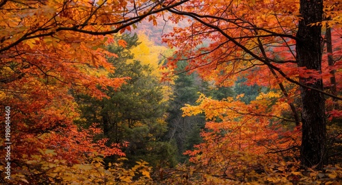 Vibrant fall foliage framin...