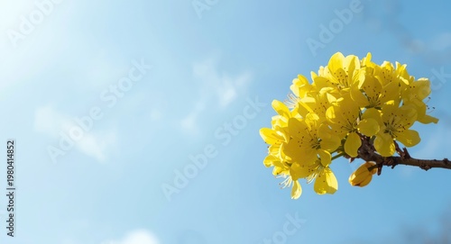 Vivid yellow blossoms set a...