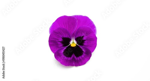 Vivid purple pansy flower s...