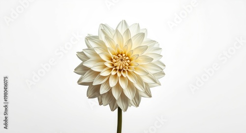 white backdrop with gentle ...