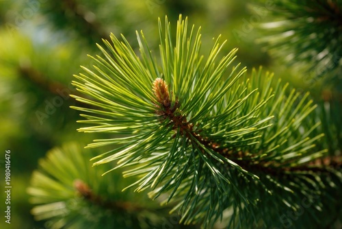 Detailed close up of a pine...