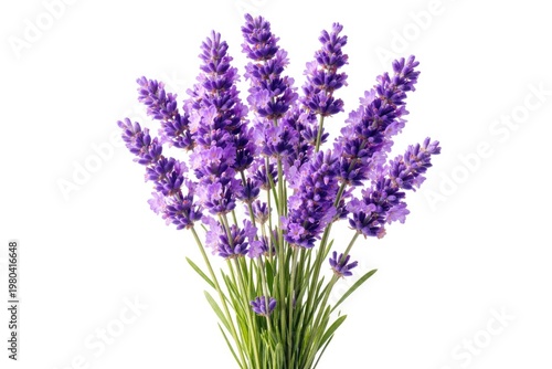 Lavender flowers isolated o...
