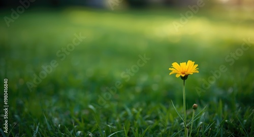 Sunny yellow flower in full...