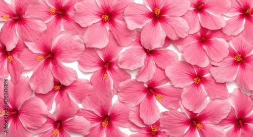 Close up of pink hibiscus f...