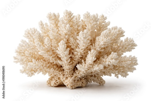 close up of dried natural c...